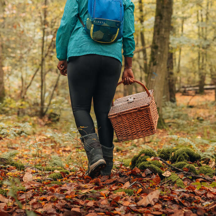 Les secrets des champignons en forêt de Marly