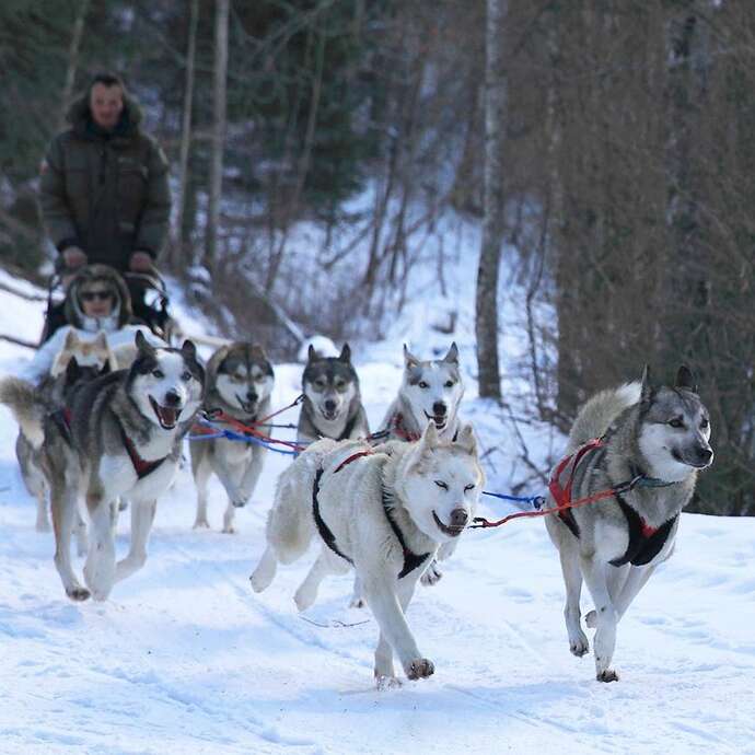 Mushing with Les traîneaux de la Vallée des Ours
