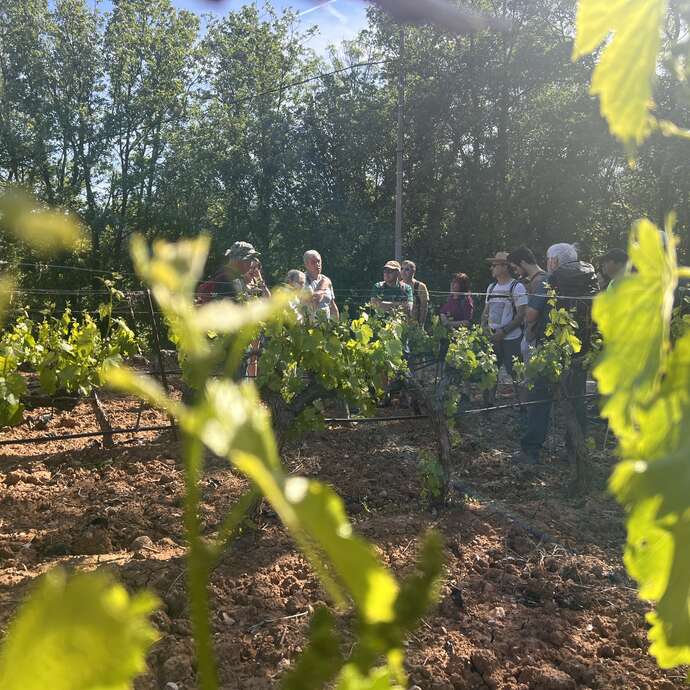 Le sentier Vigneron d’Auriol et découverte la cave des Vignerons du Garlaban - Journée