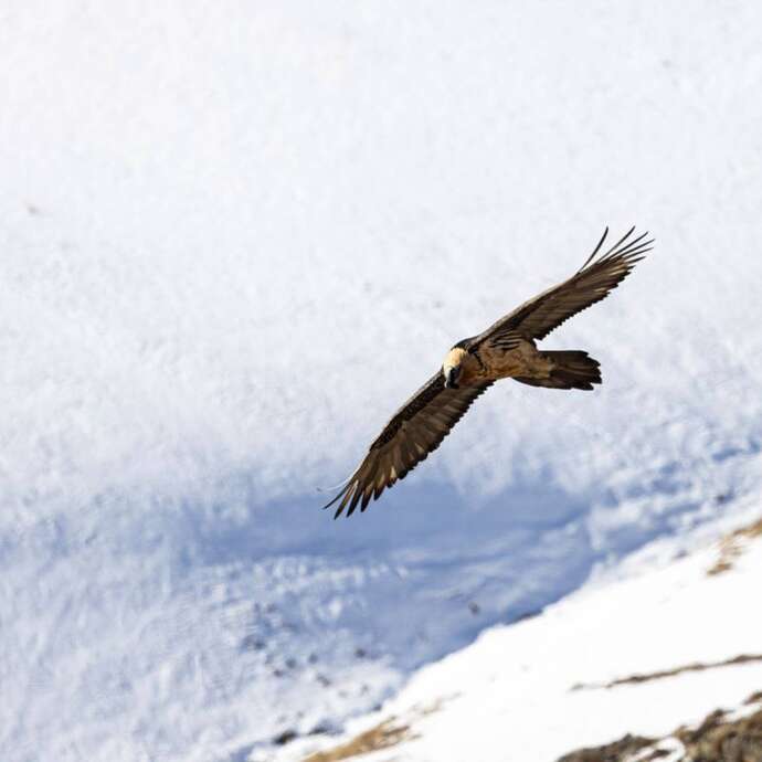 Rdv avec un garde-moniteur : le gypaète barbu du Valgaudemar (copy) (copy)