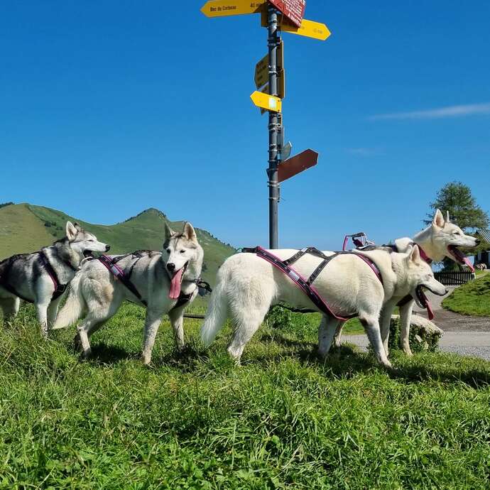 Husky-Wanderung