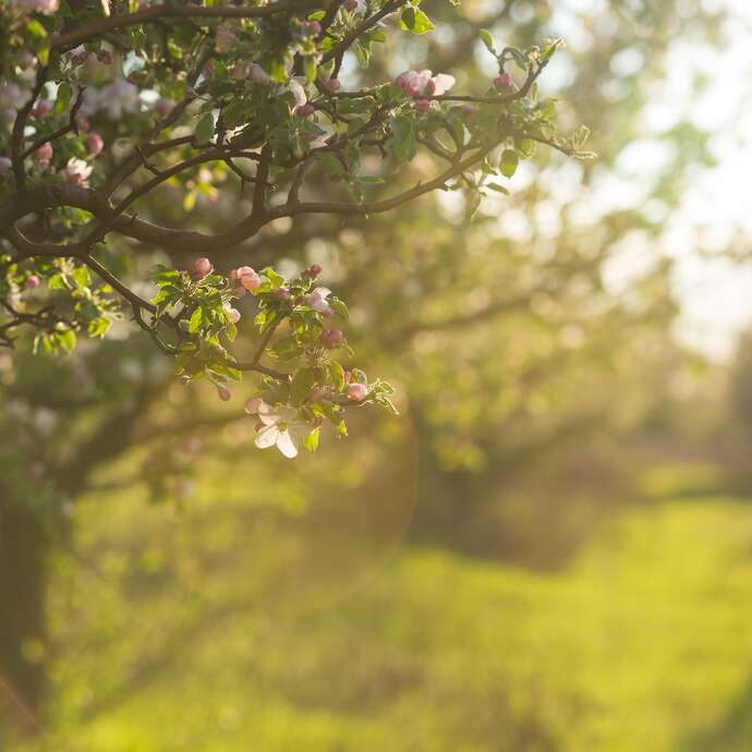 Journée de sylvothérapie - A la rencontre du Pommier