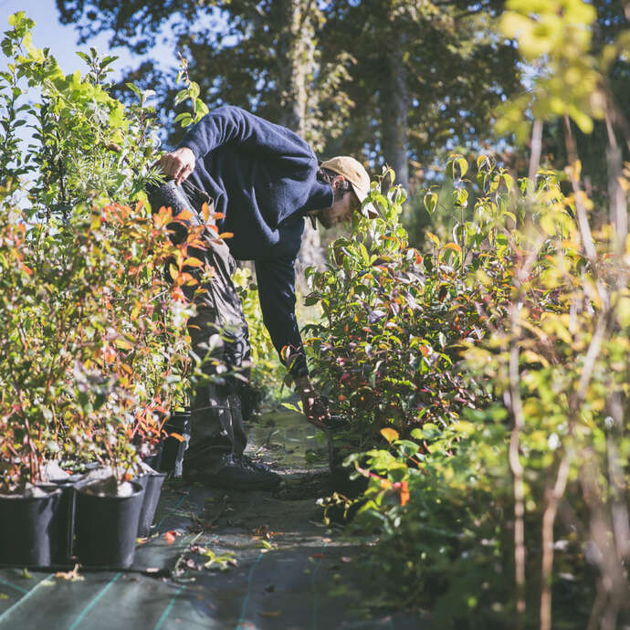 Alti Pep - pépinière d'altitude bio en permaculture