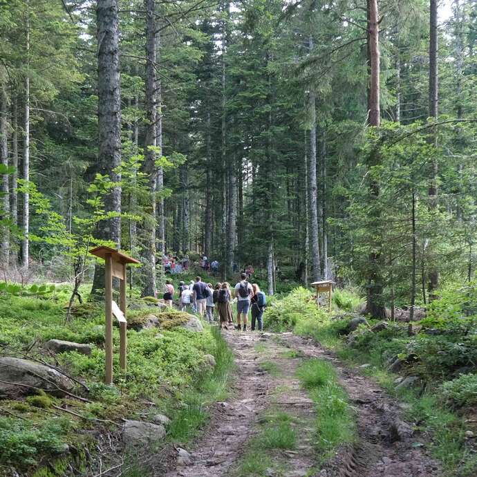 Les Nuits des Forêts