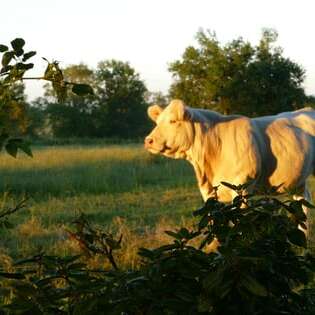 EARL La Ferme des Charolaises