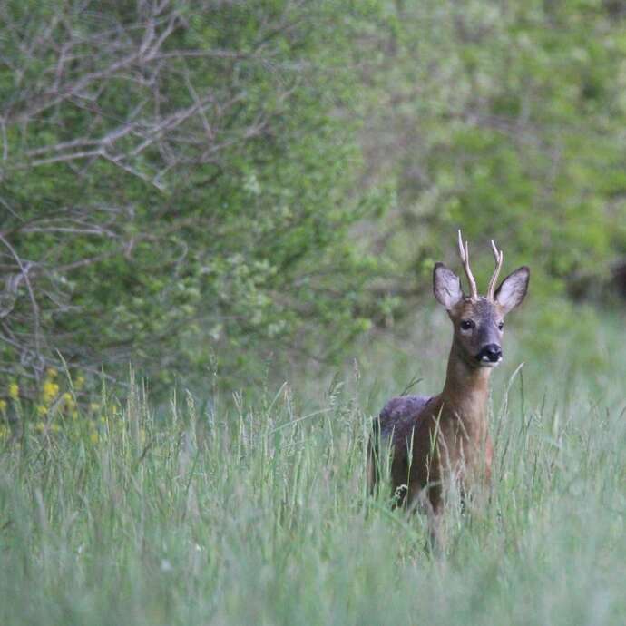 Balade naturaliste au coeur de la Plaine du Forez