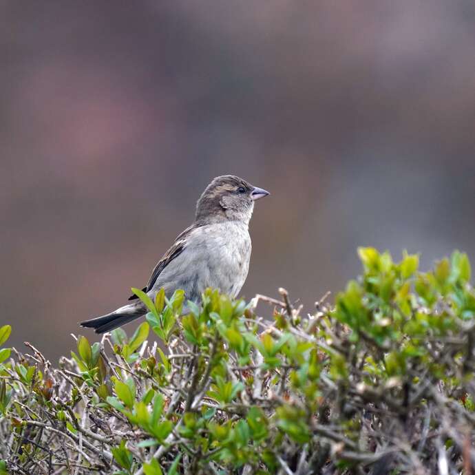Oiseaux de nos haies