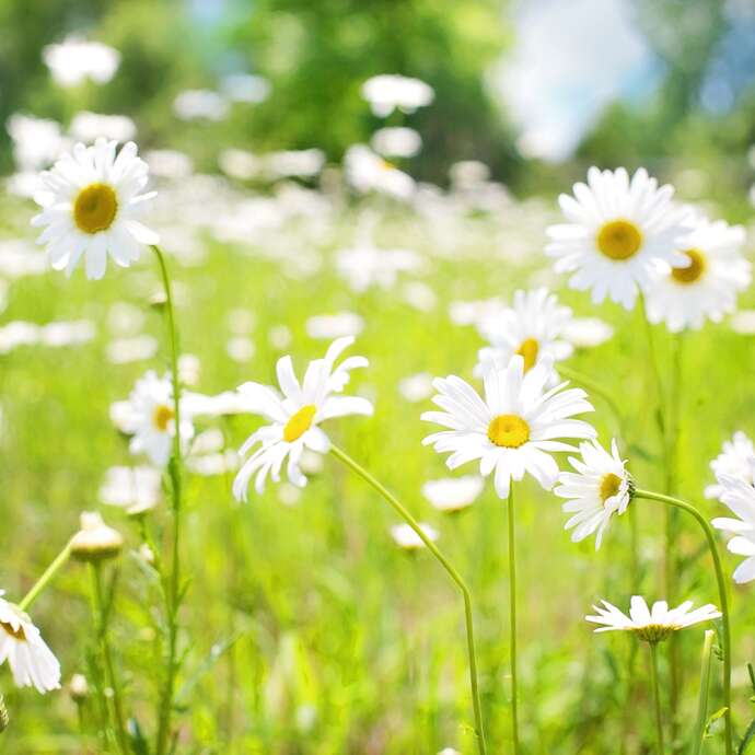 Fête de la nature - Espaces naturel des Lonzes