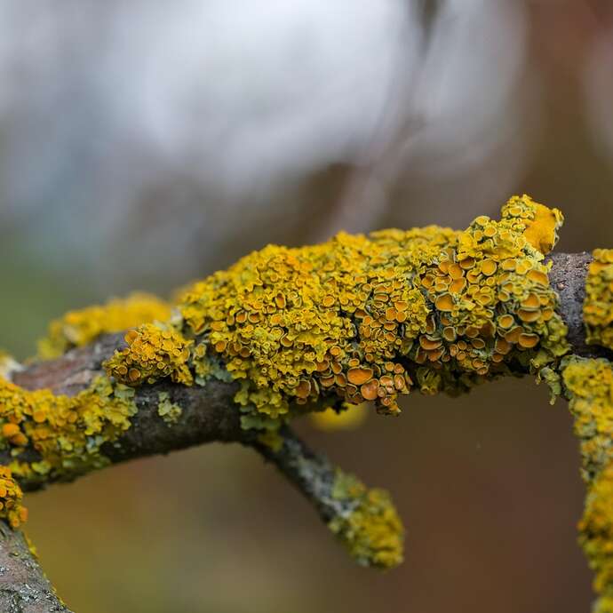 Les lichens