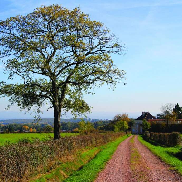 31ème marche des Grenouillards