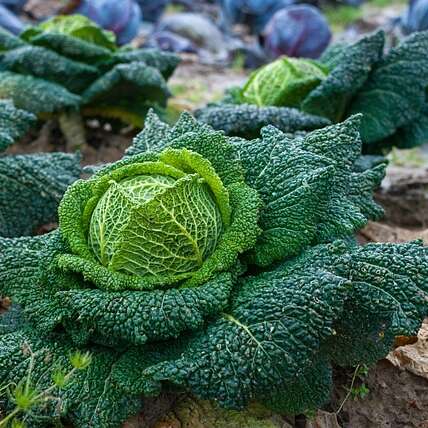 La petite ferme forézienne - Maraîcher
