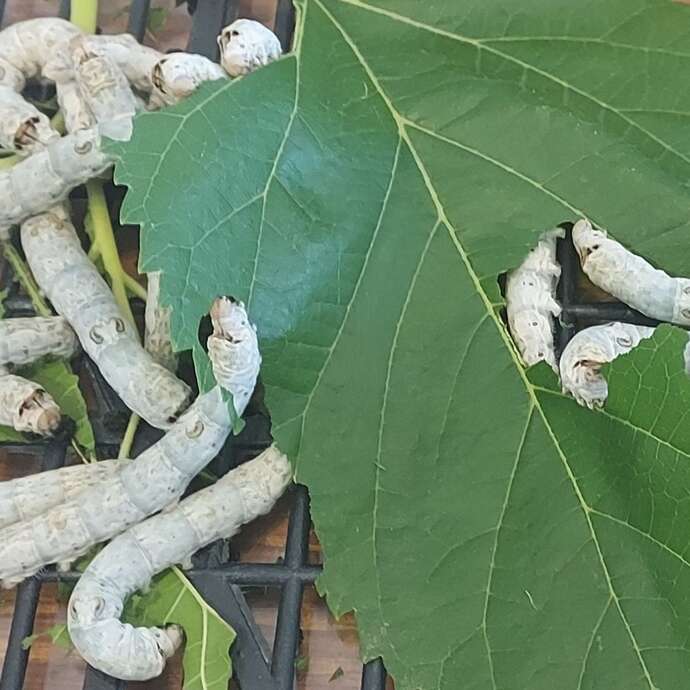 Animation du cocon au tissu, spéciale bassine à filer