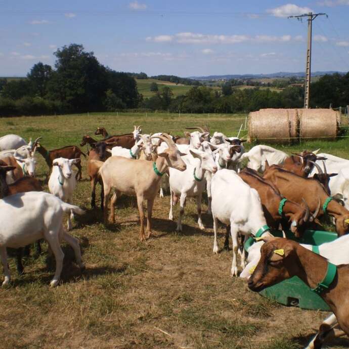 GAEC - Raconte-moi une chèvre