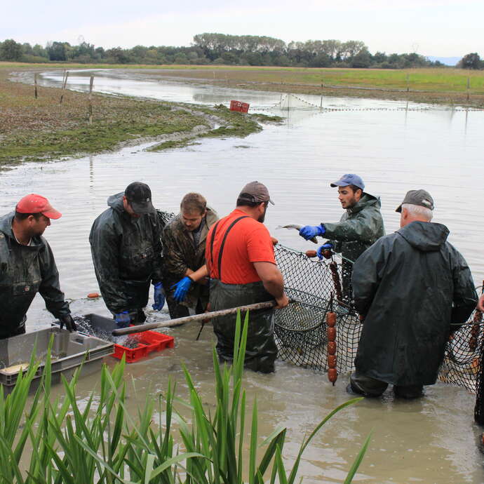 Pêche d'étang commentée et découverte du Fumet des Dombes