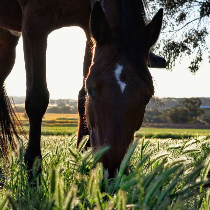 Balade à poneys et cheval - ferme équestre Les Paturâles