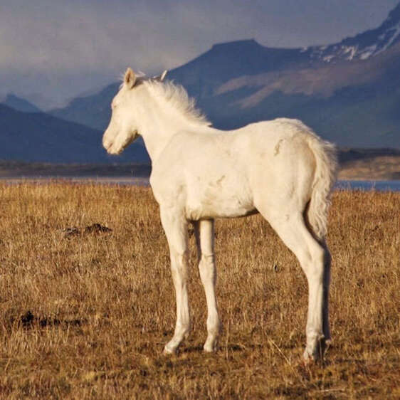Connaissance du monde : Patagonie