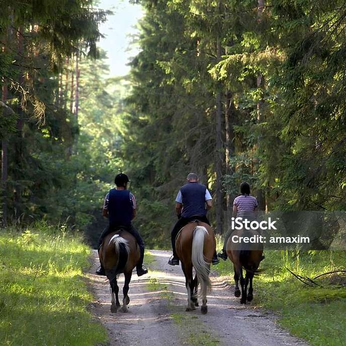 Randonnée équestre dans le Forez