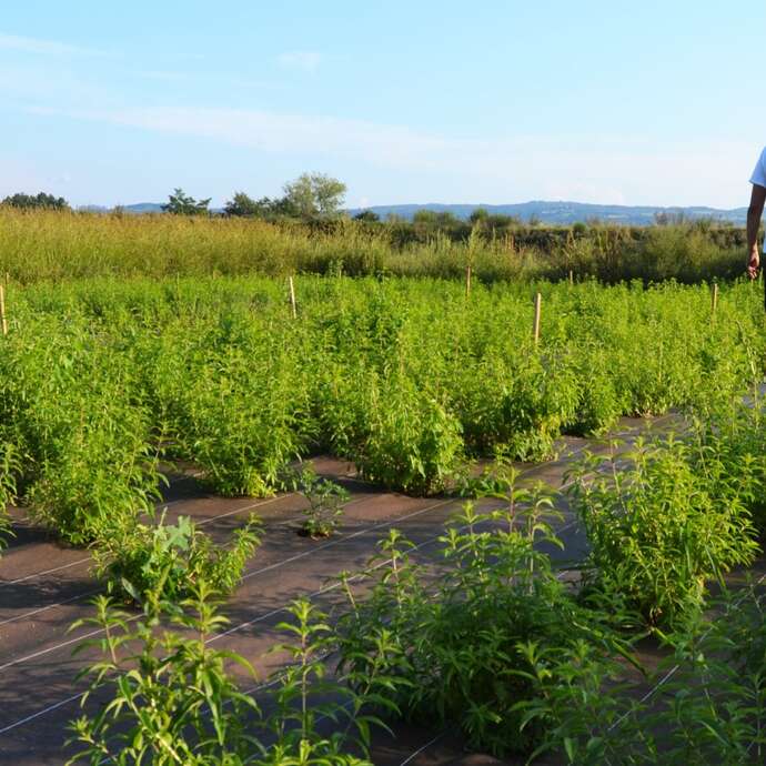 Verveine du Forez