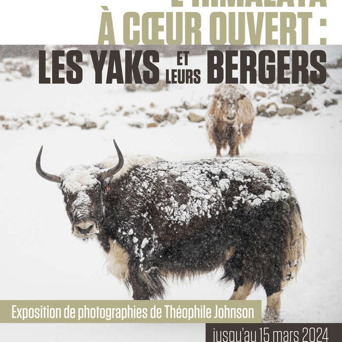 L’Himalaya à cœur ouvert : les yaks et leurs bergers