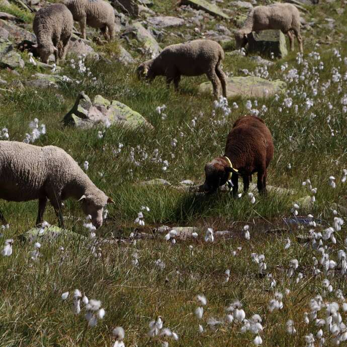 Rencontre avec le Parc national des Ecrins : pastoralisme et environnement