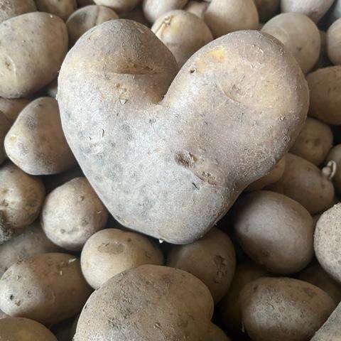 Légumes - La ferme aux trois granges