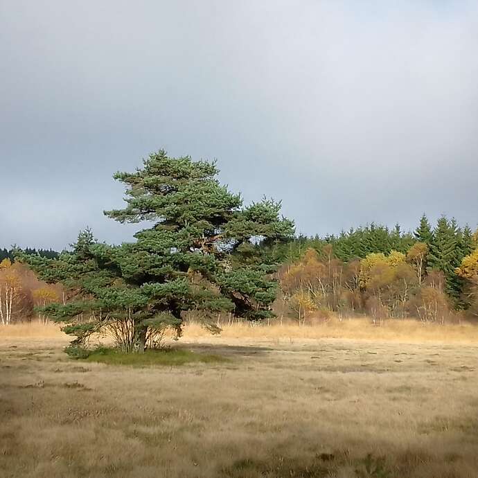 La montagne forézienne en automne - randonnée naturaliste en Forez.