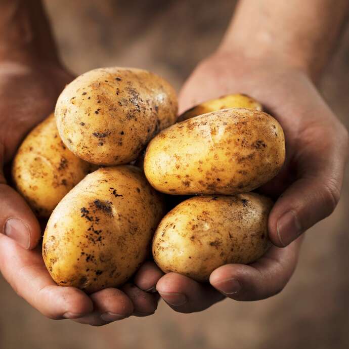 Vincent Thollet - Producteur de pommes de terre