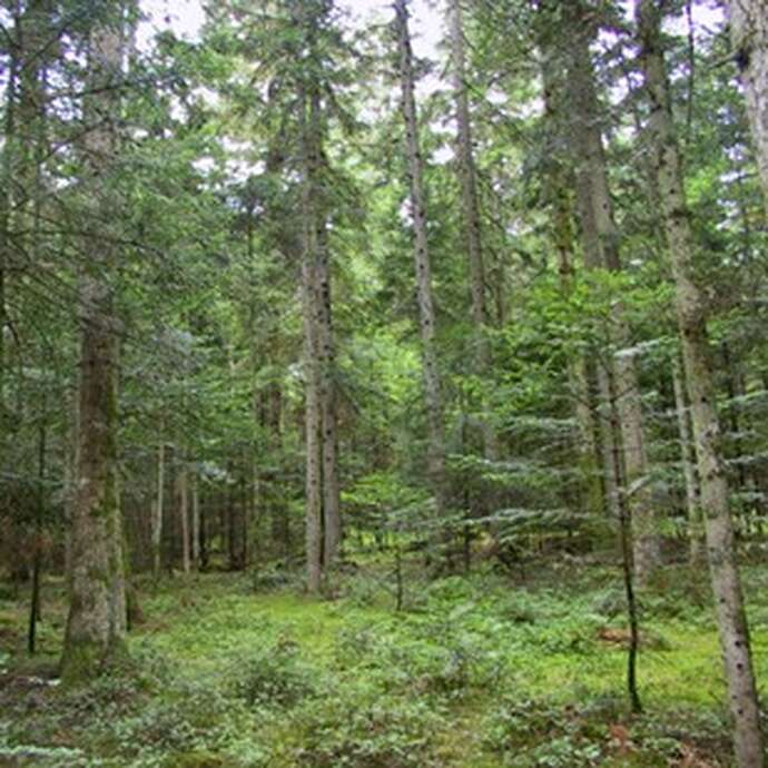 Forêt de Chausseterre