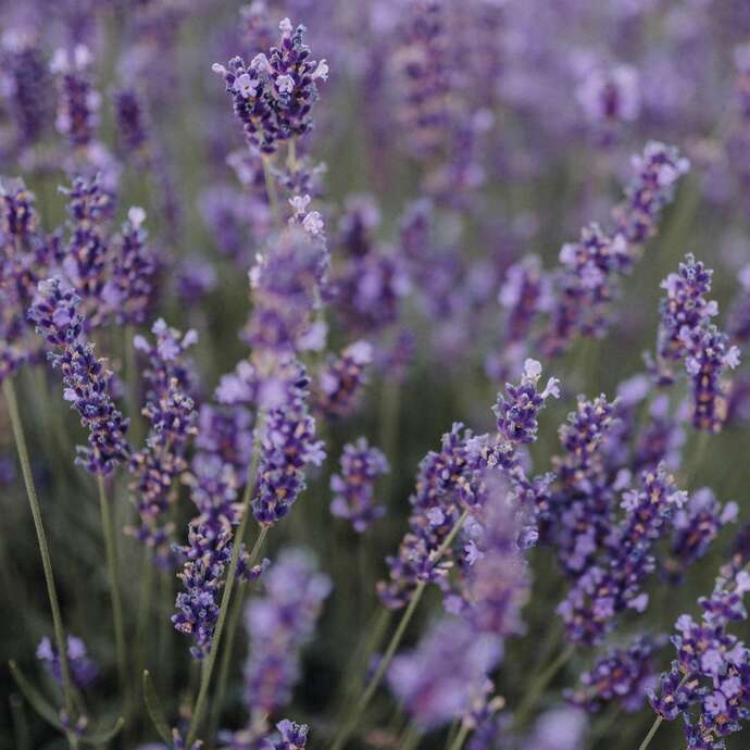 Les Mardis Plantes & Santé - Les Échappées Estivales