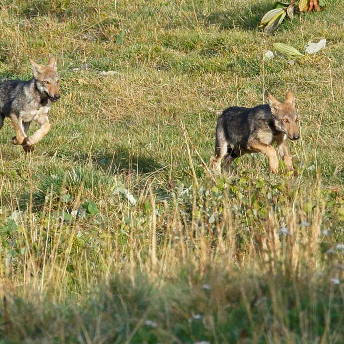 Jeu de piste : histoire d'une meute de loup