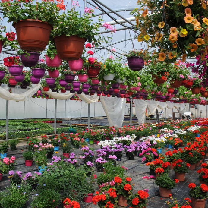 Gérard Vernet Horticulture