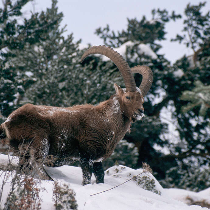 A la découverte de la faune en hiver - Sentier du Fornet