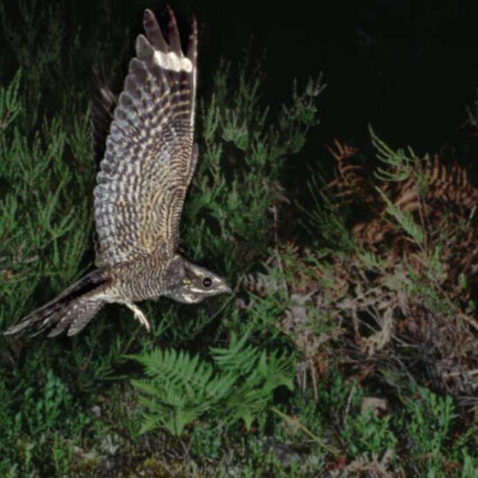 Les oiseaux crépusculaires : Engoulevents et rapaces