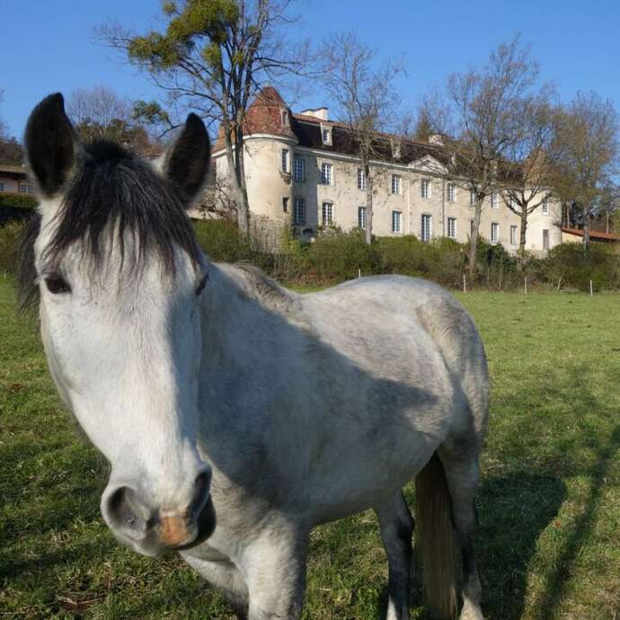 Découverte de l’équithérapie - Les animaux acteurs du bien-être humain