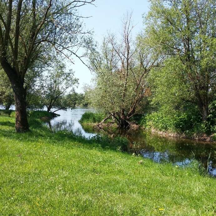 Bords de Loire de Briennon et de Pouilly sous Charlieu