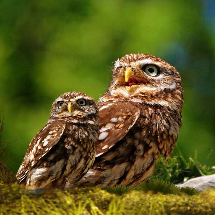 Dans l’œil du naturaliste, en mode zoom sur la nature !