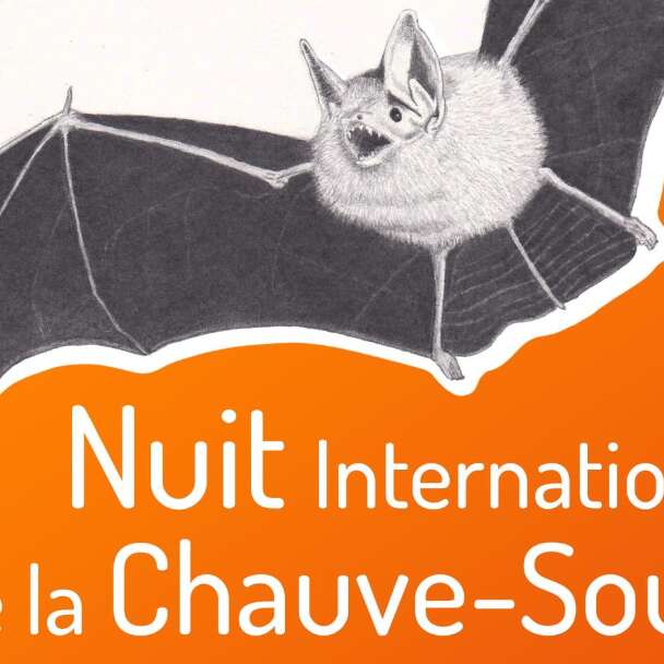Nuit de la chauve-souris Nuit de la chauve-souris
