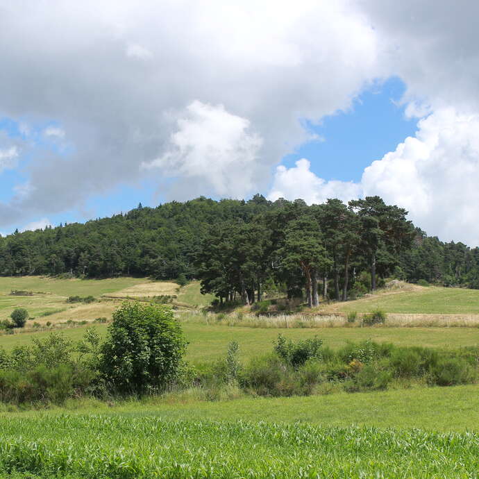 Le Vallon de la Trézaillette - PR16 - VTT