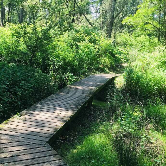 Sentier de la forêt vierge