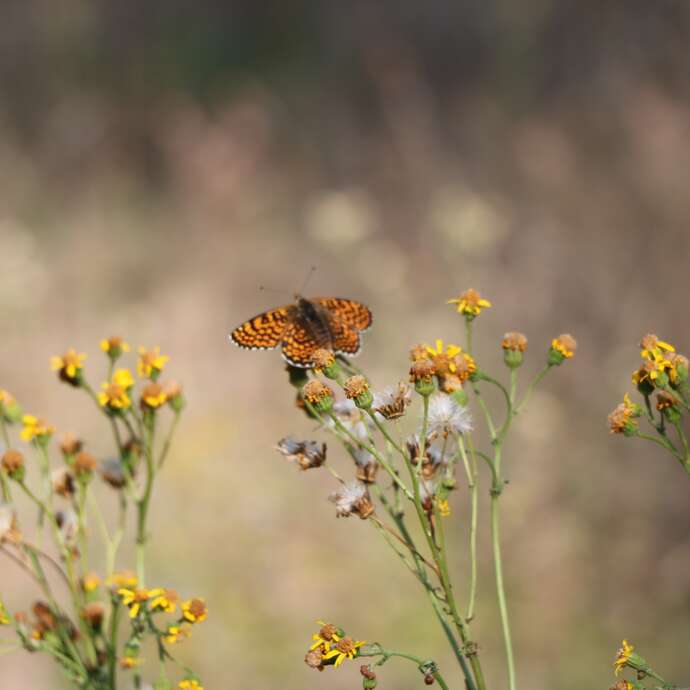 Belles et bonnes plantes -Sortie botanique