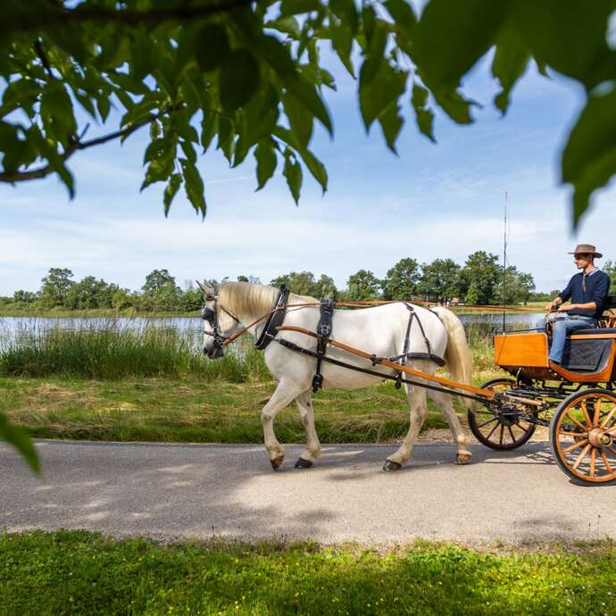 Les étangs de la Dombes, le temps d'une visite en calèche