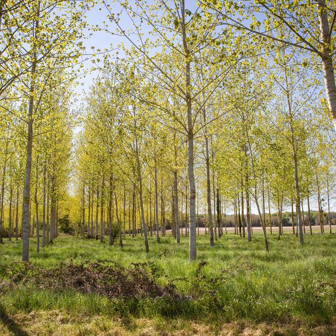 Aromas de sotobosque
