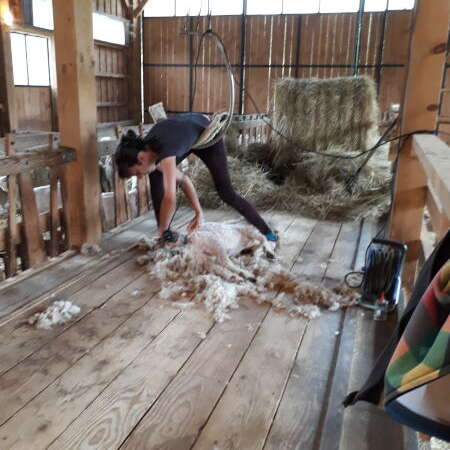 Tonte des chèvres Angora