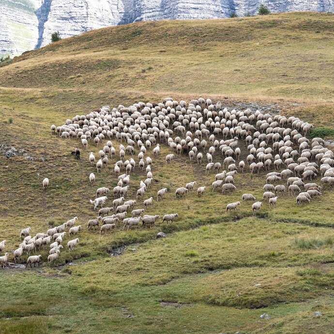 Rdv avec le Parc : Découvrir le pastoralisme