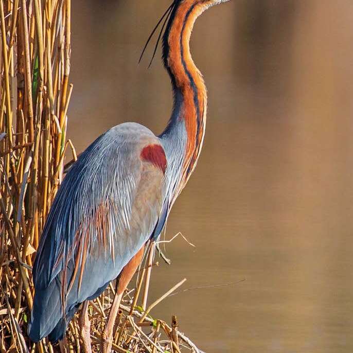 Rendez-vous nature : Prise de bec / Les oiseaux au printemps