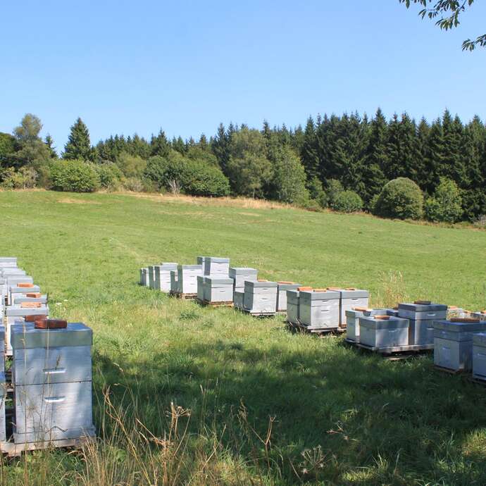 Le rucher des Garnossones - Apiculteur Joachim Gandrey
