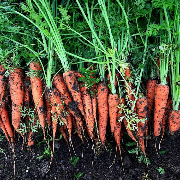 Marché bio - Jardins d'Oasis