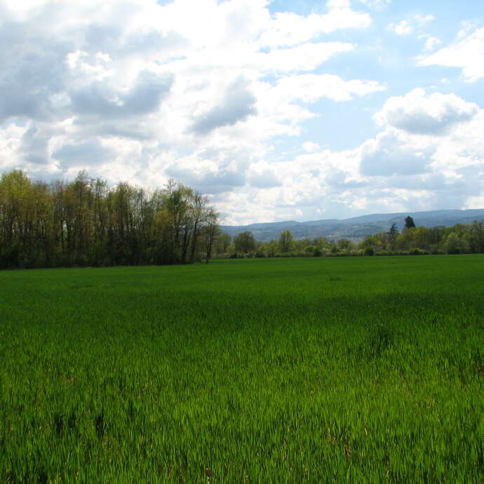 Les Piars, Champs, la Jarlette