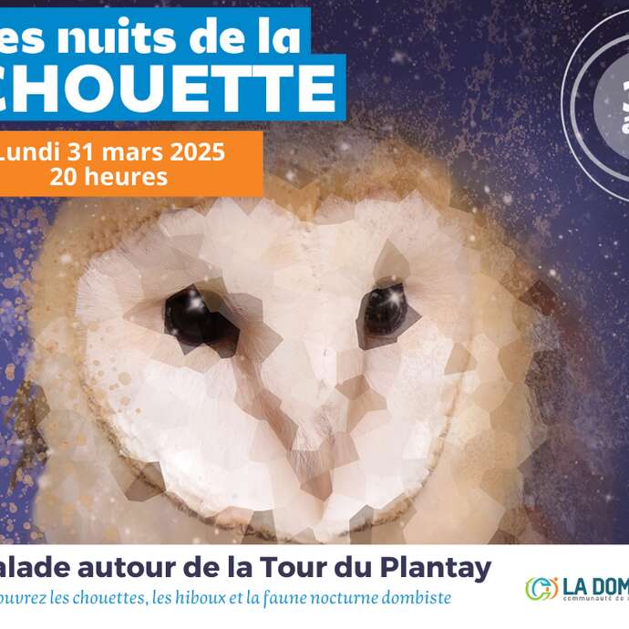 Nuit de la Chouette en Dombes