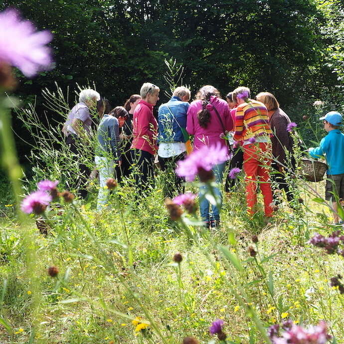Sortie famille découverte et cuisine des plantes sauvages
